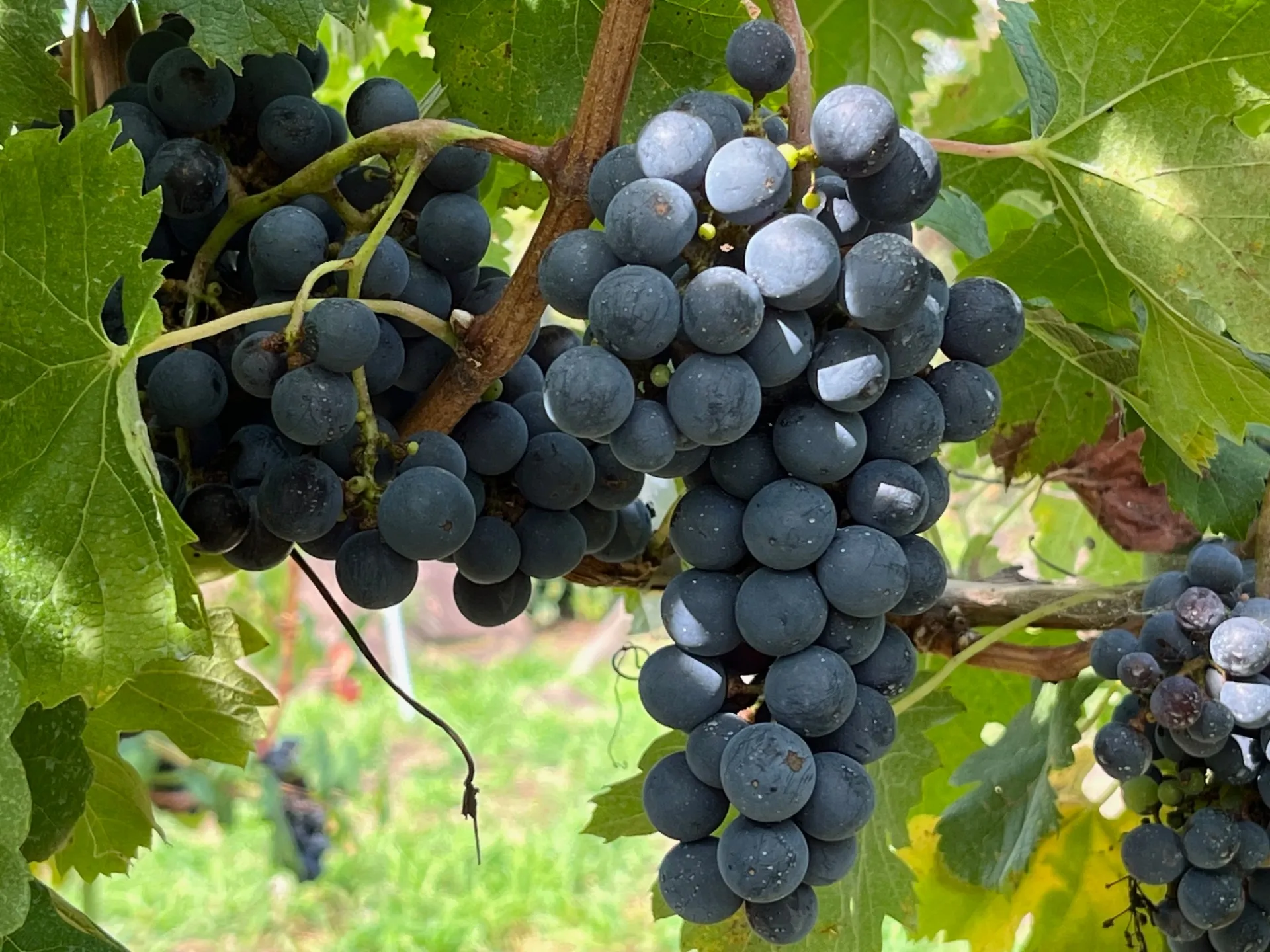 メルロー仕込み