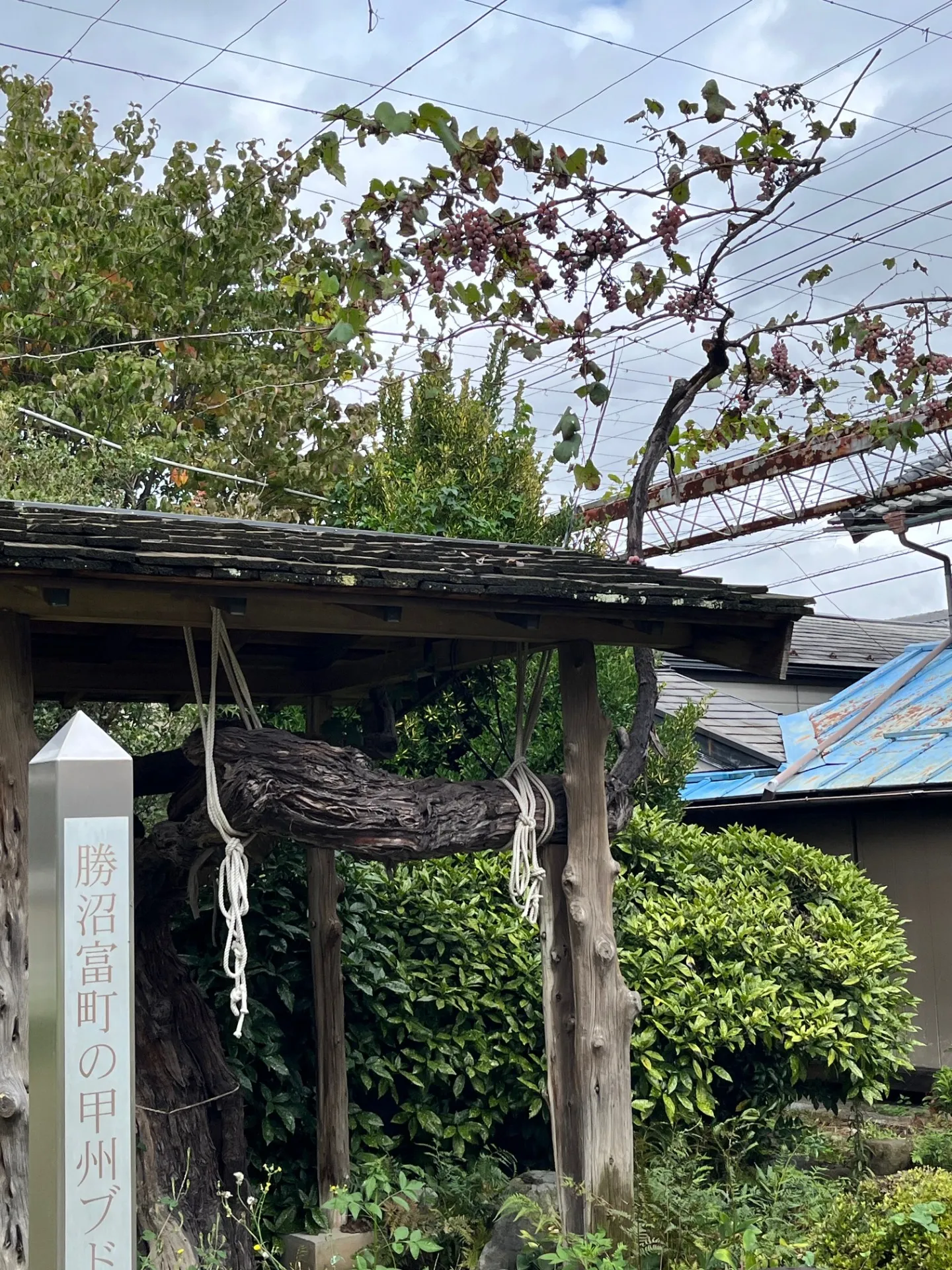 古木「甲龍」(関係ないけど。。)